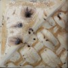 Stoneware Glazes  Dry Bags 